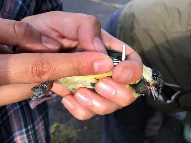 como afilar anzuelos de pesca